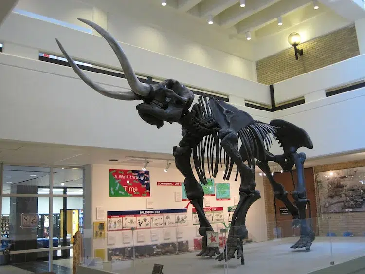 wooly mammoth skeleton at the ASU museum